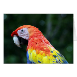 scarlet macaw