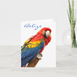 Scarlet Macaw Belize Note Card