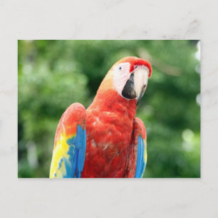 scarlet macaw bird postcard