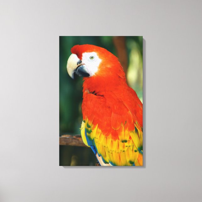 Scarlet Macaw Canvas Print (Front)
