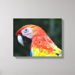 scarlet macaw canvas print