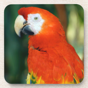 Scarlet Macaw Coaster