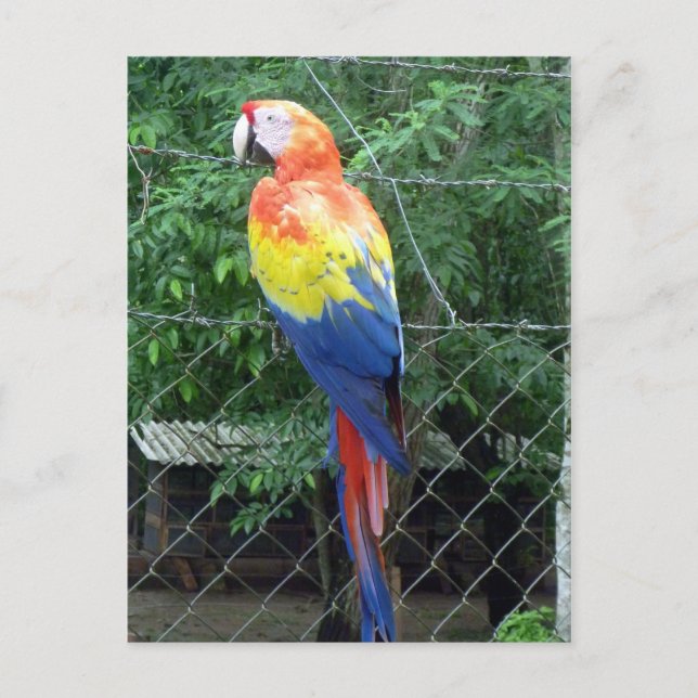 scarlet macaw colours postcard (Front)