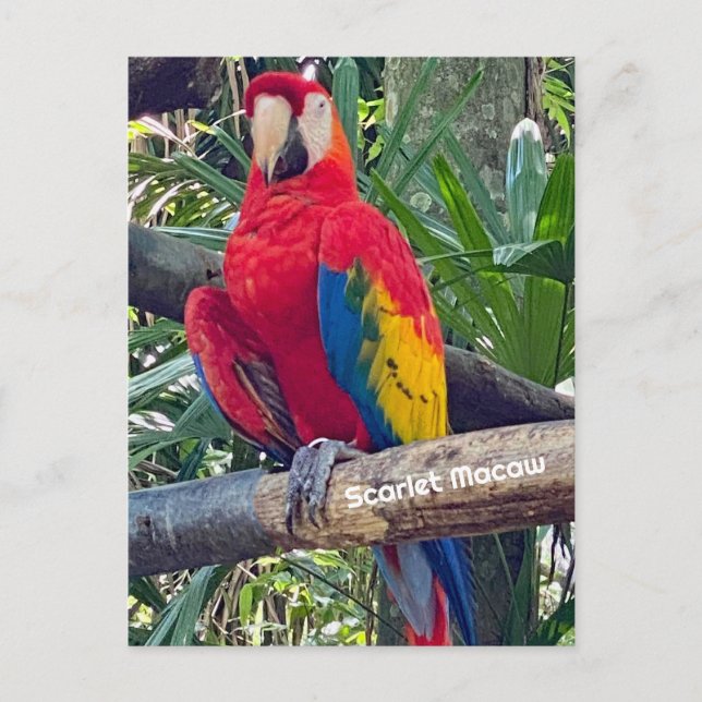 Scarlet Macaw Costa Rica Postcard  (Front)
