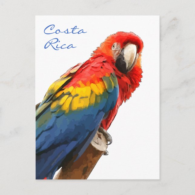 Scarlet Macaw Costa Rica Postcard (Front)