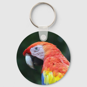 scarlet macaw face keychain