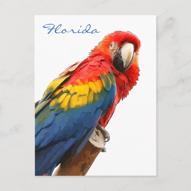 Scarlet Macaw Florda Postcard (Front)