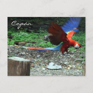 scarlet macaw fly postcard