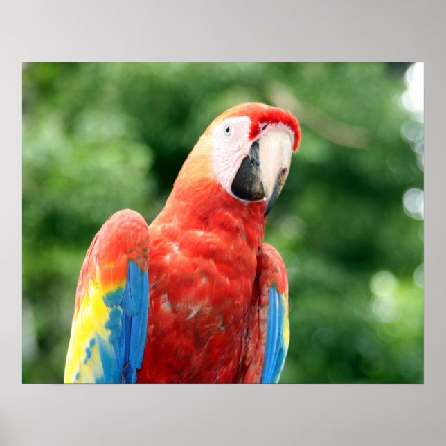 scarlet macaw friend poster (Front)