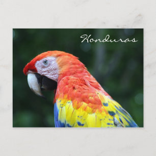 scarlet macaw honduras postcard
