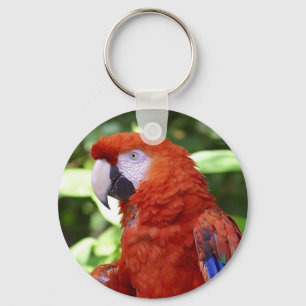 scarlet macaw keychain