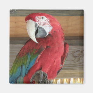 Scarlet Macaw Magnet