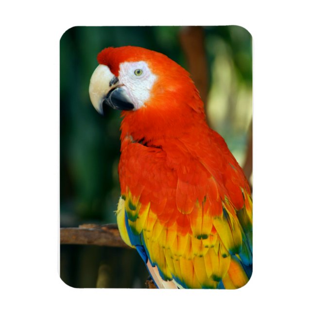 Scarlet Macaw Magnet (Vertical)