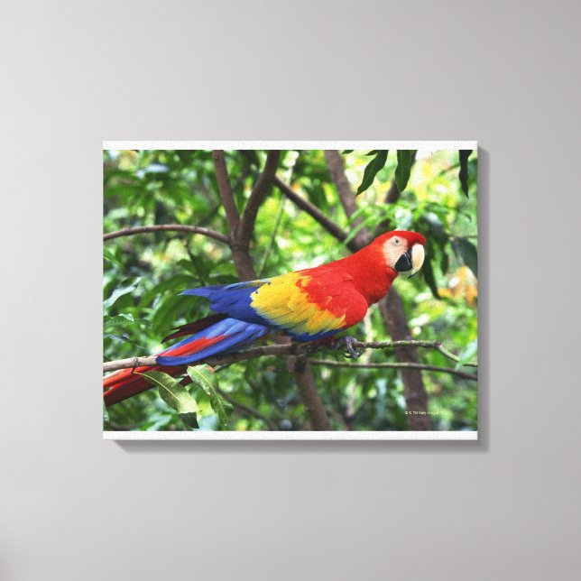 Scarlet macaw on tree limb canvas print (Front)
