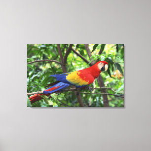 Scarlet macaw on tree limb canvas print