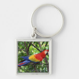 Scarlet macaw on tree limb keychain