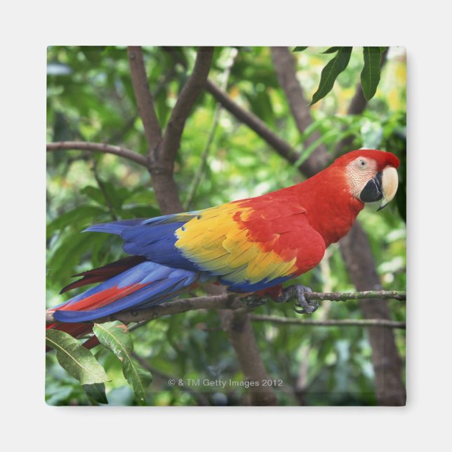 Scarlet macaw on tree limb magnet (Front)