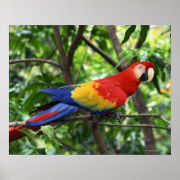Scarlet macaw on tree limb