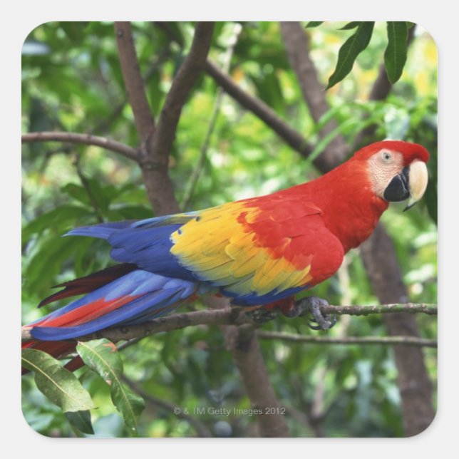 Scarlet macaw on tree limb square sticker (Front)