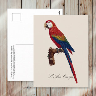 Scarlet Macaw or Red-Breasted Macaw, Ara macao Postcard