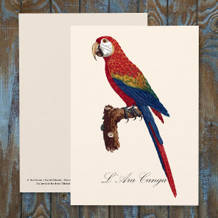 Scarlet Macaw or Red-Breasted Macaw, Ara macao Thank You Card