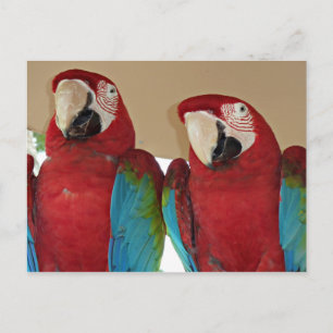 Scarlet Macaw Pair Tropical Nature Illustration Postcard