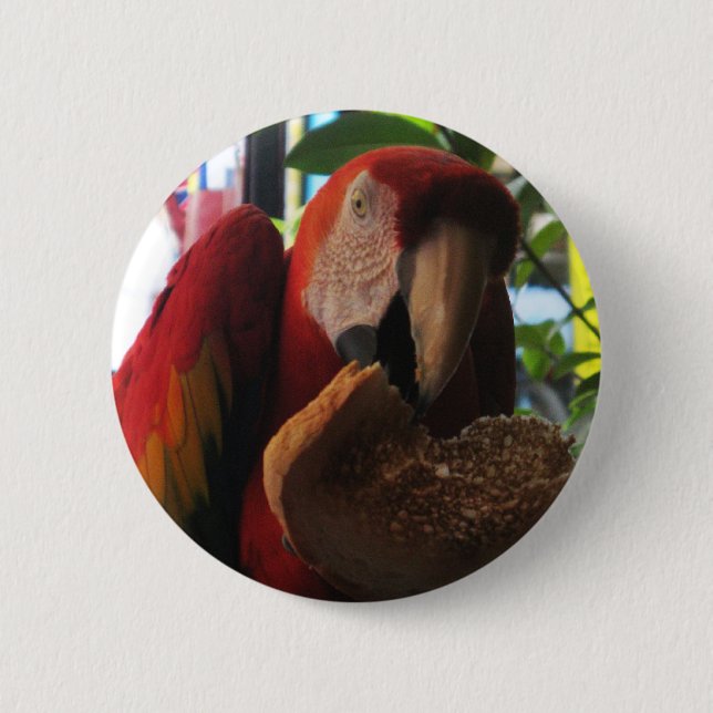 Scarlet Macaw Parrot Eating Toast 2 Inch Round Button (Front)