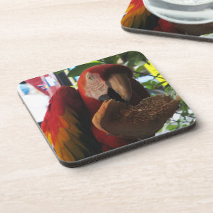 Scarlet Macaw Parrot Eating Toast Coaster