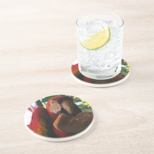Scarlet Macaw Parrot Eating Toast Coaster