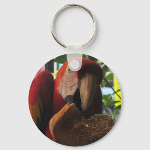Scarlet Macaw Parrot Eating Toast Keychain