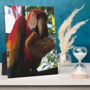 Scarlet Macaw Parrot Eating Toast Plaque
