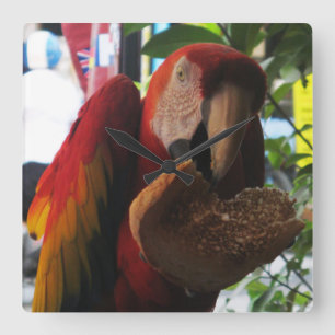 Scarlet Macaw Parrot Eating Toast Square Wall Clock