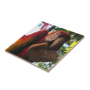 Scarlet Macaw Parrot Eating Toast Tile