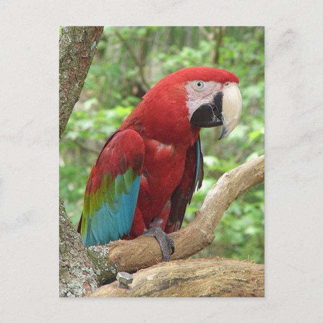 Scarlet Macaw Photo Postcard (Front)