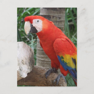 Scarlet Macaw Photography Postcard