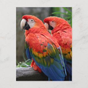 Scarlet Macaw Postcard
