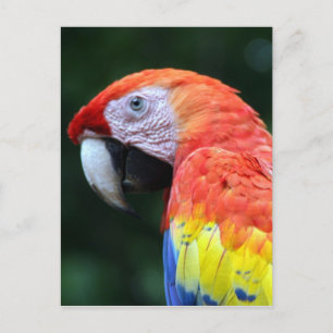 scarlet macaw pretty postcard