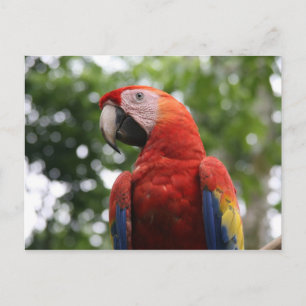 scarlet macaw rojo postcard