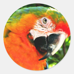 Scarlet Macaw Stickers