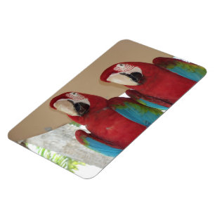 Scarlet Macaw Tropical Illustration Magnet