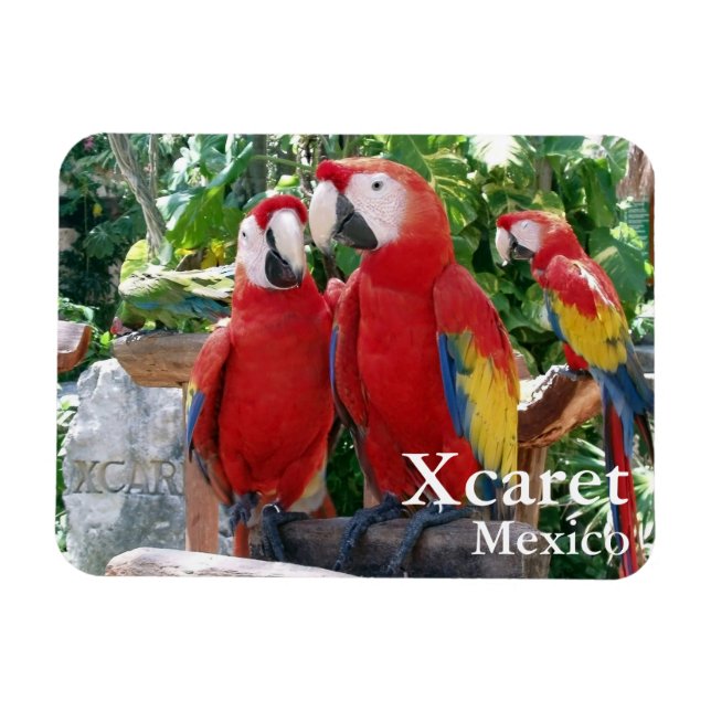 Scarlet Macaws Magnet (Horizontal)