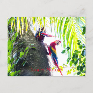 Scarlet Macaws  Postcard