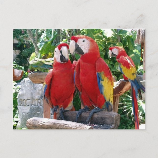 Scarlet Macaws Postcard (Front)