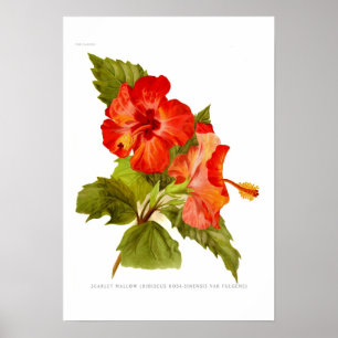 Scarlet Mallow (Hibiscus) Poster