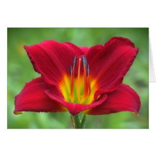 Scarlet Orbit Daylily
