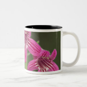 Scarlet Penstemon, Penstemon triflorus, Two-Tone Coffee Mug