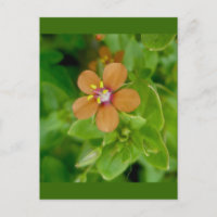 Scarlet Pimpernel Wildflower