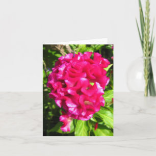 Scarlet Red Celosia Photo Folded Note Card