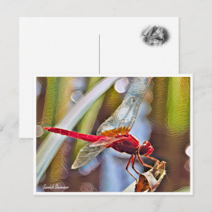 Scarlet Skimmer Postcard