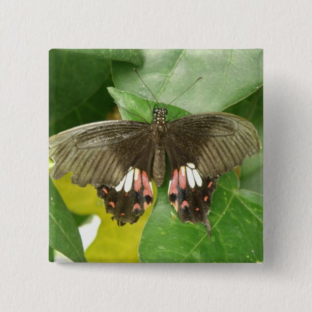 Scarlet Swallowtail Butterfly Button (Front)
